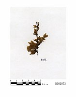 藏品(南亞紫葉蘚)的圖片